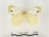 中文名:輕海紋白蝶(1282-18067)學名:Talbotia naganum karumii (Ikeda, 1937)(1282-18067)