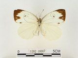 中文名:輕海紋白蝶(1282-18067)學名:Talbotia naganum karumii (Ikeda, 1937)(1282-18067)