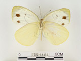 中文名:輕海紋白蝶(1282-18457)學名:Talbotia naganum karumii (Ikeda, 1937)(1282-18457)