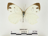 中文名:輕海紋白蝶(5102-6)學名:Talbotia naganum karumii (Ikeda, 1937)(5102-6)