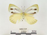 中文名:輕海紋白蝶(5102-9)學名:Talbotia naganum karumii (Ikeda, 1937)(5102-9)