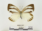 中文名:輕海紋白蝶(5102-9)學名:Talbotia naganum karumii (Ikeda, 1937)(5102-9)