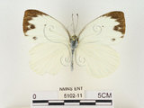 中文名:輕海紋白蝶(5102-11)學名:Talbotia naganum karumii (Ikeda, 1937)(5102-11)