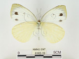 中文名:輕海紋白蝶(6162-19)學名:Talbotia naganum karumii (Ikeda, 1937)(6162-19)