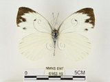 中文名:輕海紋白蝶(6162-19)學名:Talbotia naganum karumii (Ikeda, 1937)(6162-19)