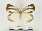 中文名:輕海紋白蝶(6162-20)學名:Talbotia naganum karumii (Ikeda, 1937)(6162-20)