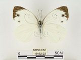 中文名:輕海紋白蝶(6162-22)學名:Talbotia naganum karumii (Ikeda, 1937)(6162-22)