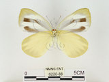 中文名:輕海紋白蝶(6220-88)學名:Talbotia naganum karumii (Ikeda, 1937)(6220-88)