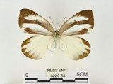 中文名:輕海紋白蝶(6220-88)學名:Talbotia naganum karumii (Ikeda, 1937)(6220-88)