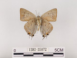 中文名:黑星琉璃小灰蝶(1282-35072)學名:Ancema ctesia cakravasti (Fruhstorfer, 1909)(1282-35072)