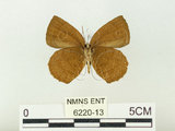 中文名:埔里紫小灰蝶(6220-13)學名:Arhopala paramuta horishana Matsumura, 1910(6220-13)