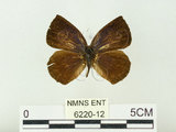 中文名:埔里紫小灰蝶(6220-12)學名:Arhopala paramuta horishana Matsumura, 1910(6220-12)