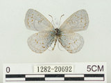 中文名:阿里山琉璃小灰蝶(大紫琉灰蝶)(1282-20692)學名:Celastrina oreas arisana (Matsumura, 1910)(1282-20692)