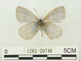 中文名:阿里山琉璃小灰蝶(大紫琉灰蝶)(1282-20748)學名:Celastrina oreas arisana (Matsumura, 1910)(1282-20748)