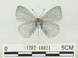 中文名:阿里山琉璃小灰蝶(大紫琉灰蝶)(1282-18821)學名:Celastrina oreas arisana (Matsumura, 1910)(1282-18821)