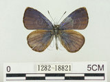 中文名:阿里山琉璃小灰蝶(大紫琉灰蝶)(1282-18821)學名:Celastrina oreas arisana (Matsumura, 1910)(1282-18821)