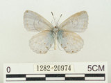 中文名:阿里山琉璃小灰蝶(大紫琉灰蝶)(1282-20974)學名:Celastrina oreas arisana (Matsumura, 1910)(1282-20974)