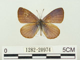 中文名:阿里山琉璃小灰蝶(大紫琉灰蝶)(1282-20974)學名:Celastrina oreas arisana (Matsumura, 1910)(1282-20974)