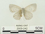 中文名:阿里山琉璃小灰蝶(大紫琉灰蝶)(2909-242)學名:Celastrina oreas arisana (Matsumura, 1910)(2909-242)