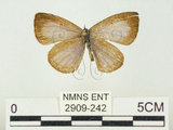 中文名:阿里山琉璃小灰蝶(大紫琉灰蝶)(2909-242)學名:Celastrina oreas arisana (Matsumura, 1910)(2909-242)