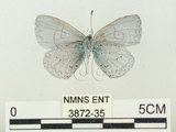 中文名:阿里山琉璃小灰蝶(大紫琉灰蝶)(3872-35)學名:Celastrina oreas arisana (Matsumura, 1910)(3872-35)