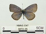 中文名:阿里山琉璃小灰蝶(大紫琉灰蝶)(3872-35)學名:Celastrina oreas arisana (Matsumura, 1910)(3872-35)