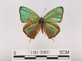 中文名:江崎綠小灰蝶(碧翠灰蝶)(1282-20841)學名:Chrysozephyrus esakii (Sonan, 1940)(1282-20841)