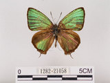 中文名:江崎綠小灰蝶(碧翠灰蝶)(1282-21058)學名:Chrysozephyrus esakii (Sonan, 1940)(1282-21058)