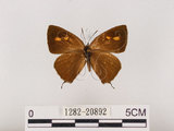 中文名:江崎綠小灰蝶(碧翠灰蝶)(1282-20892)學名:Chrysozephyrus esakii (Sonan, 1940)(1282-20892)