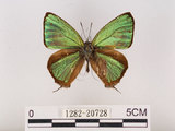 中文名:江崎綠小灰蝶(碧翠灰蝶)(1282-20728)學名:Chrysozephyrus esakii (Sonan, 1940)(1282-20728)