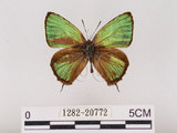 中文名:江崎綠小灰蝶(碧翠灰蝶)(1282-20772)學名:Chrysozephyrus esakii (Sonan, 1940)(1282-20772)