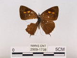 中文名:江崎綠小灰蝶(碧翠灰蝶)(2909-1738)學名:Chrysozephyrus esakii (Sonan, 1940)(2909-1738)