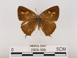 中文名:江崎綠小灰蝶(碧翠灰蝶)(2909-369)學名:Chrysozephyrus esakii (Sonan, 1940)(2909-369)