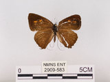 中文名:江崎綠小灰蝶(碧翠灰蝶)(2909-583)學名:Chrysozephyrus esakii (Sonan, 1940)(2909-583)