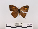 中文名:江崎綠小灰蝶(碧翠灰蝶)(2909-400)學名:Chrysozephyrus esakii (Sonan, 1940)(2909-400)