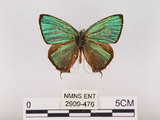 中文名:江崎綠小灰蝶(碧翠灰蝶)(2909-476)學名:Chrysozephyrus esakii (Sonan, 1940)(2909-476)