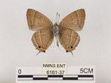 中文名:江崎綠小灰蝶(碧翠灰蝶)(6161-37)學名:Chrysozephyrus esakii (Sonan, 1940)(6161-37)