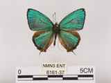 中文名:江崎綠小灰蝶(碧翠灰蝶)(6161-37)學名:Chrysozephyrus esakii (Sonan, 1940)(6161-37)