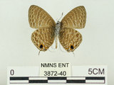 中文名:埔里波紋小灰蝶(3872-40)學名:Nacaduba kurava therasia Fruhstorfer, 1916(3872-40)
