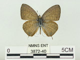 中文名:埔里波紋小灰蝶(3872-40)學名:Nacaduba kurava therasia Fruhstorfer, 1916(3872-40)