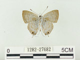 中文名:嘉義小灰蝶(1282-27682)學名:Sinthusa chandrana kuyaniana (Matsumura, 1919)(1282-27682)