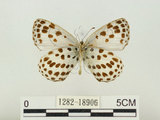 中文名:淡青雀斑小灰蝶(1282-18906)學名:Phengaris atroguttata formosana (Matsumura, 1926)(1282-18906)