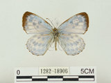 中文名:淡青雀斑小灰蝶(1282-18906)學名:Phengaris atroguttata formosana (Matsumura, 1926)(1282-18906)