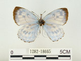 中文名:淡青雀斑小灰蝶(1282-18665)學名:Phengaris atroguttata formosana (Matsumura, 1926)(1282-18665)