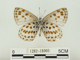 中文名:淡青雀斑小灰蝶(1282-18900)學名:Phengaris atroguttata formosana (Matsumura, 1926)(1282-18900)