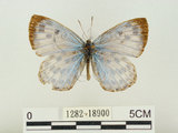 中文名:淡青雀斑小灰蝶(1282-18900)學名:Phengaris atroguttata formosana (Matsumura, 1926)(1282-18900)