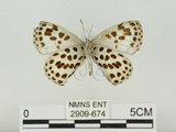 中文名:淡青雀斑小灰蝶(2909-674)學名:Phengaris atroguttata formosana (Matsumura, 1926)(2909-674)