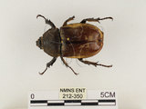 中文名:獨角仙 -雙叉犀金龜(212-350)學名:Allomyrina dichotoma tunobosonis (Kono, 1931)(212-350)