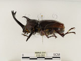 中文名:獨角仙 -雙叉犀金龜(212-351)學名:Allomyrina dichotoma tunobosonis (Kono, 1931)(212-351)