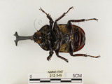 中文名:獨角仙 -雙叉犀金龜(212-349)學名:Allomyrina dichotoma tunobosonis (Kono, 1931)(212-349)